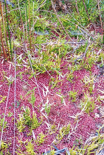 所有林天然記念物のムラサキミズゴケ