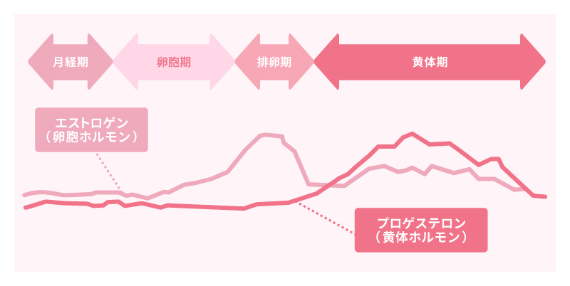 女性ホルモンの変化と生理周期
