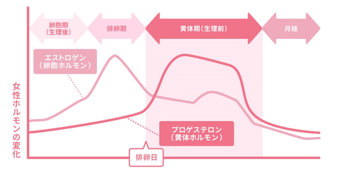 生理のサイクルとホルモンバランス