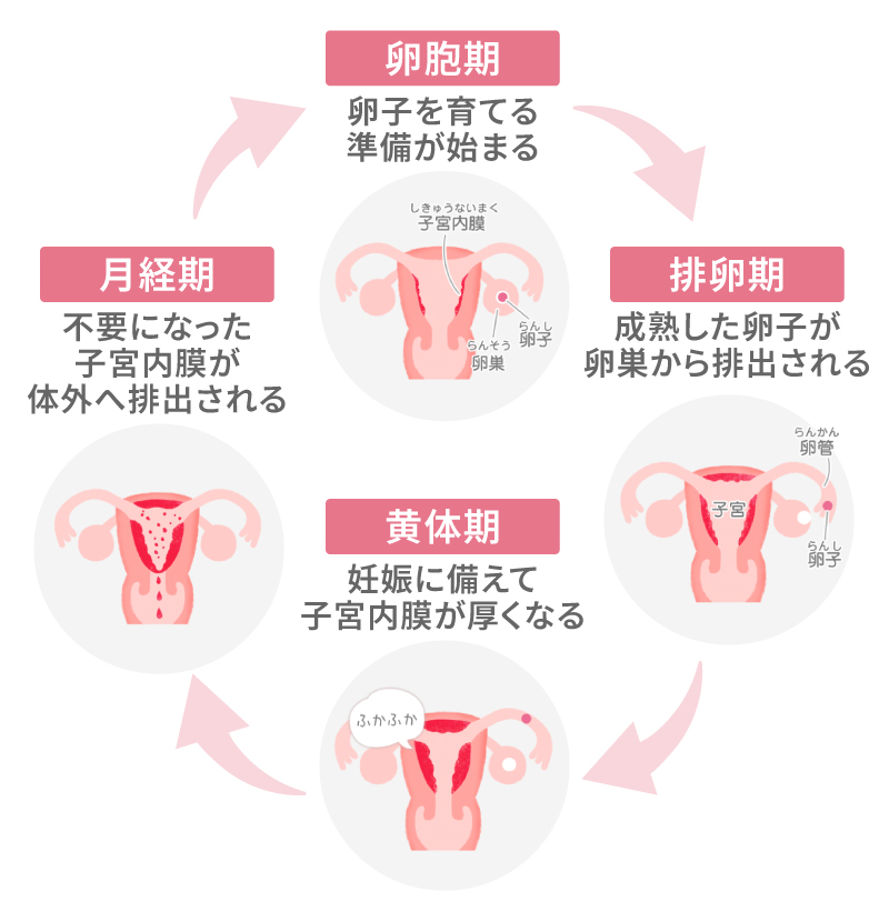 生理（月経）が起こる仕組み