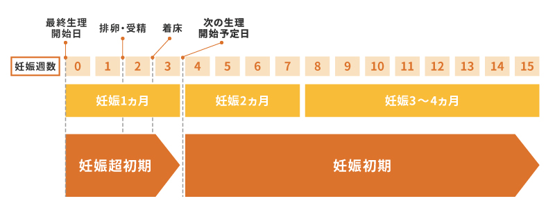 妊娠初期の週数と体の変化