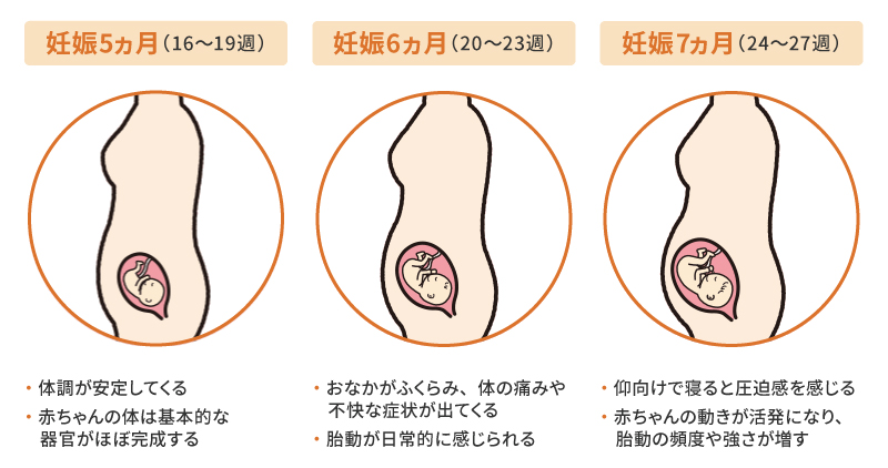 妊娠週数による母体の変化と赤ちゃんの成長