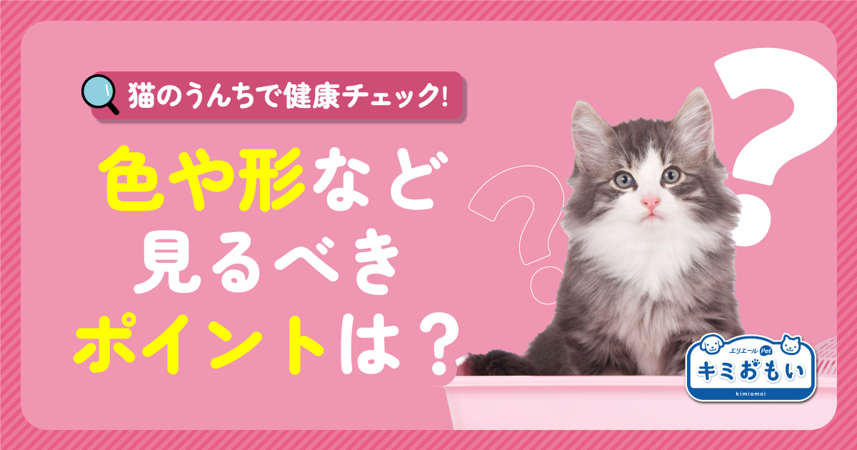 猫のうんちで健康チェック！色や形など見るべきポイントは？｜キミ 