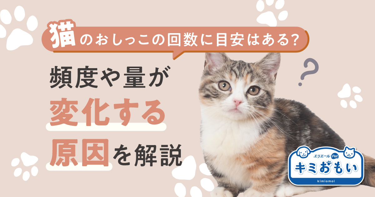 猫のおしっこの回数に目安はある？頻度や量が変化する原因を解説｜キミ 