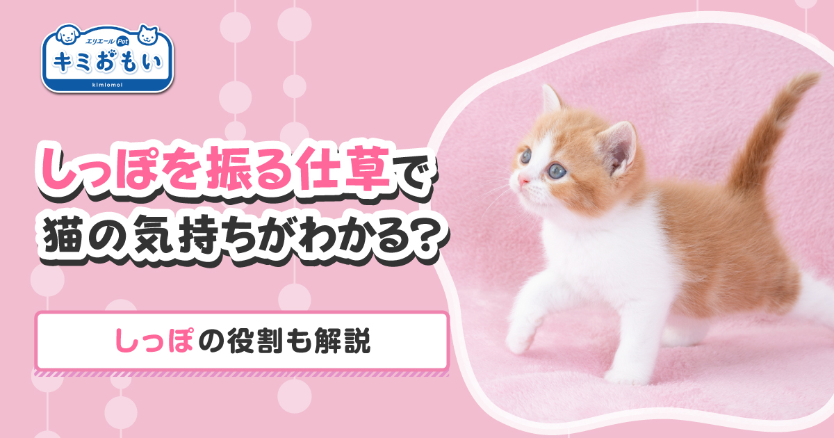 しっぽを振る仕草で猫の気持ちがわかる？しっぽの役割も解説｜キミ 
