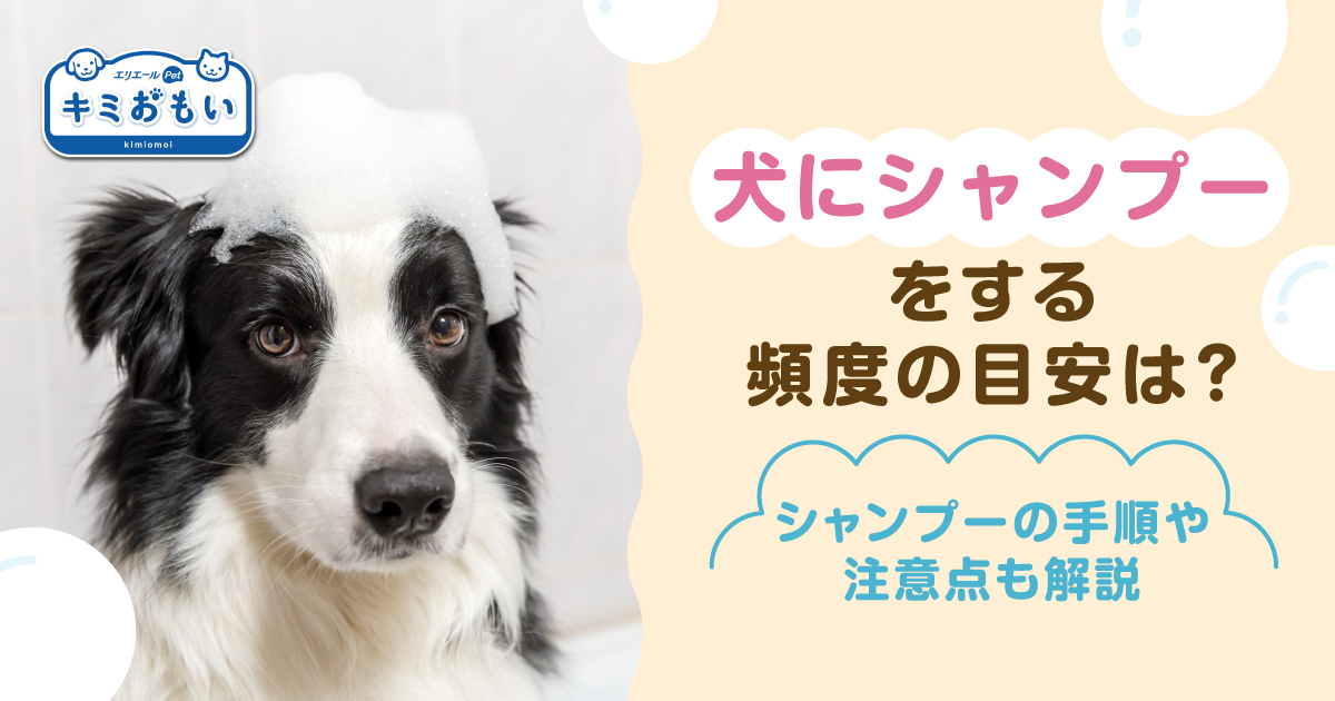 犬ゆう様専用2/4 犬ゆう様専用3/10（犬ゆう様専用