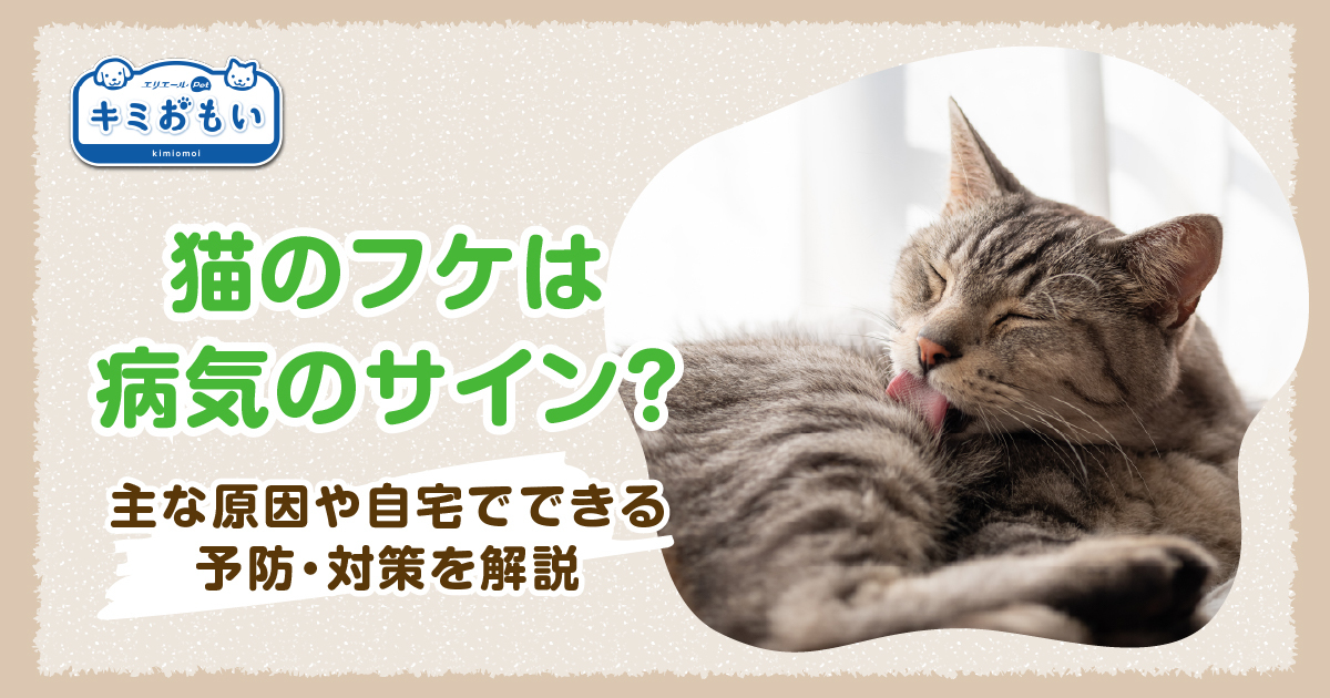 猫のフケは病気のサイン？主な原因や自宅でできる予防・対策を解説 