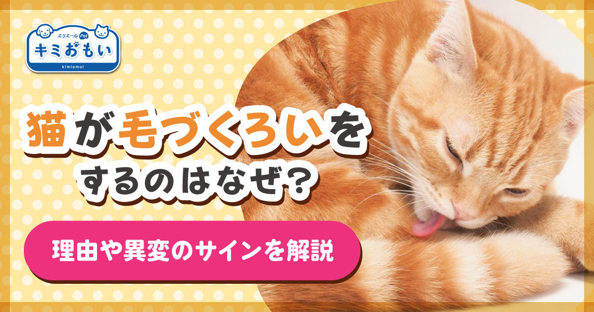 猫が毛づくろいをするのはなぜ？理由や異変のサインを解説｜キミおもい