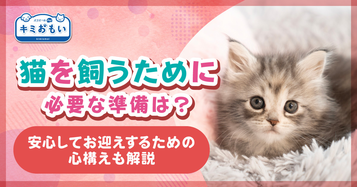 猫を飼うために必要な準備は？安心してお迎えするための心構えも解説