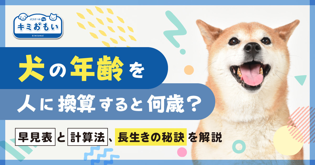 犬の年齢を人に換算すると何歳？早見表と計算法、長生きの秘訣を解説 