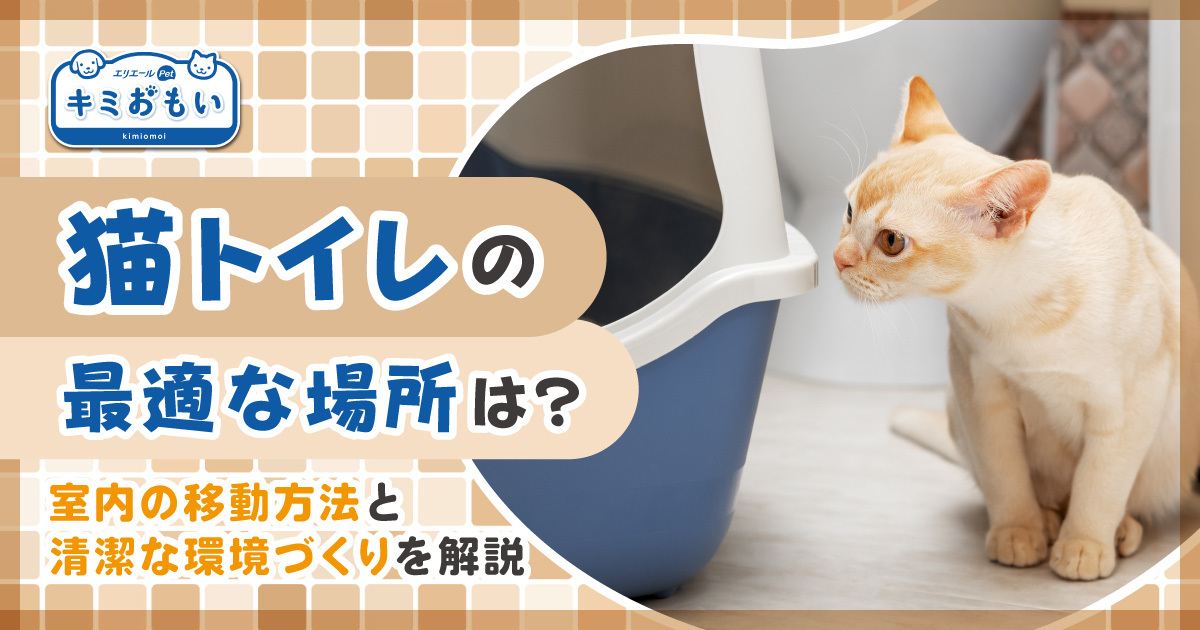 猫トイレの最適な場所は？室内の移動方法と清潔な環境づくりを解説 