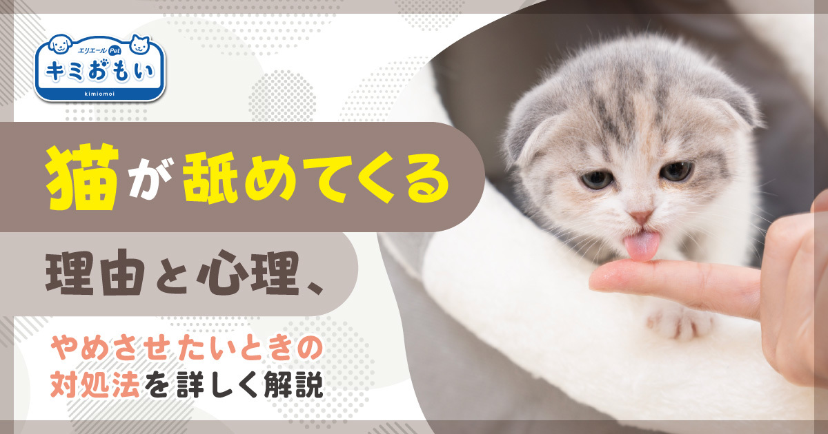 猫が舐めてくる理由と心理、やめさせたいときの対処法を詳しく解説 