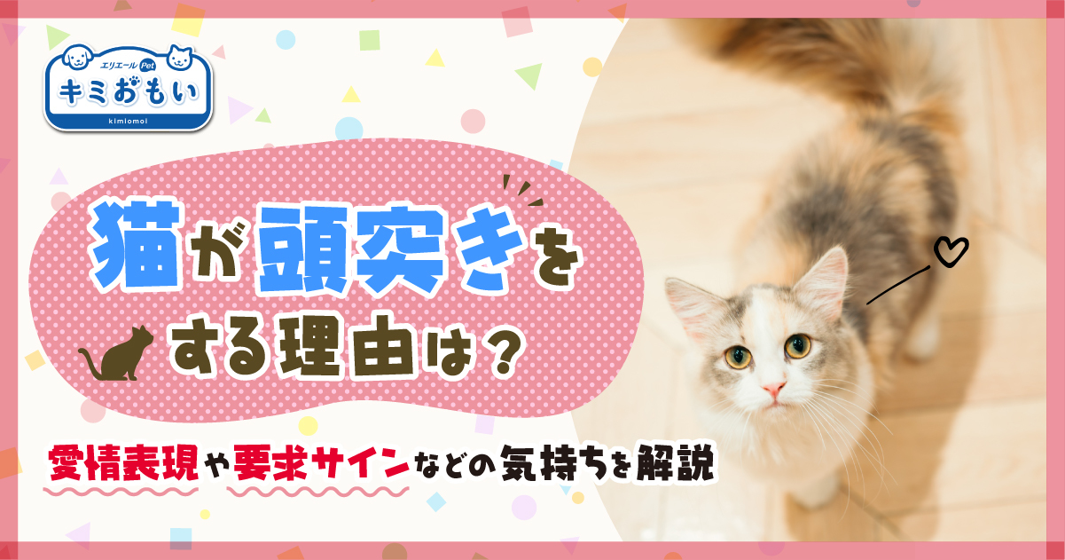 猫が頭突きをする理由は？愛情表現や要求サインなどの気持ちを解説