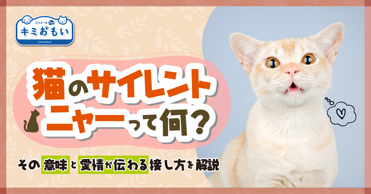 猫のサイレントニャーって何？その意味と愛情が伝わる接し方を解説