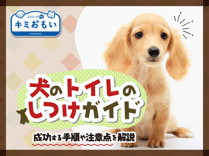 お役立ち情報一覧｜エリエール｜大王製紙
