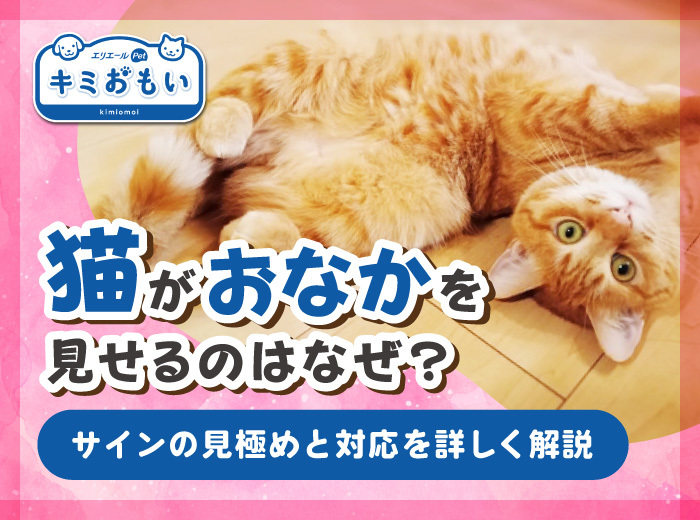 猫がおなかを見せるのはなぜ？