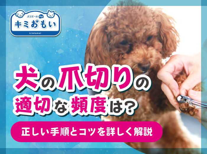 犬の爪切りの適切な頻度は？