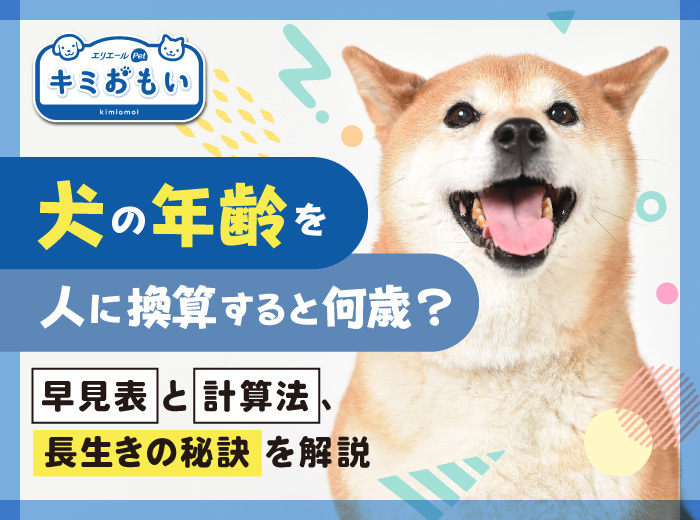 犬の年齢を人に換算すると何歳？