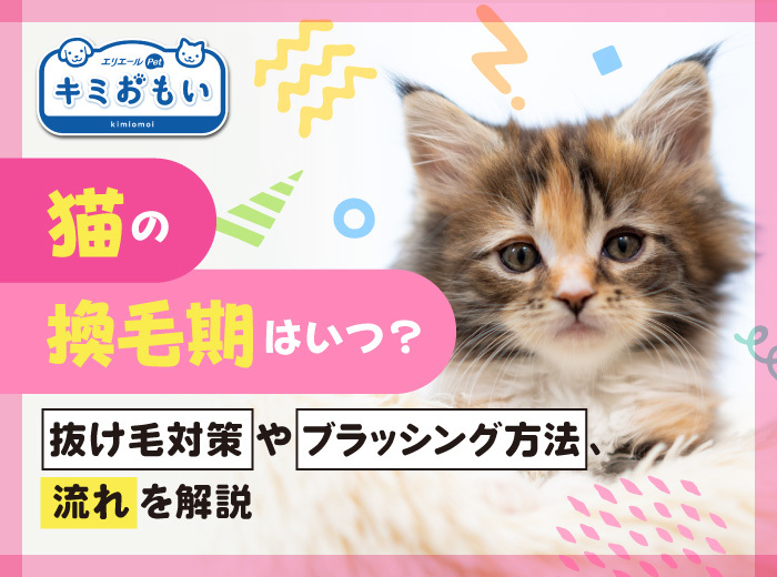 猫の換毛期はいつ？