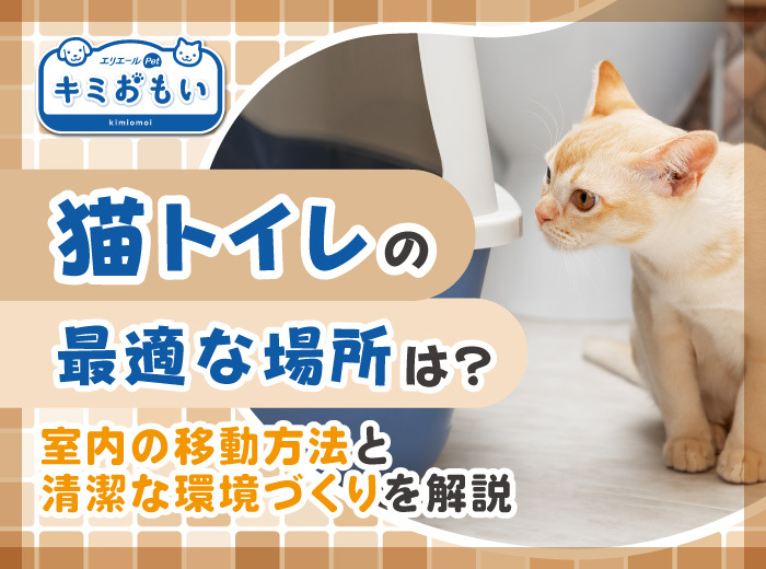 猫トイレの最適な場所は？