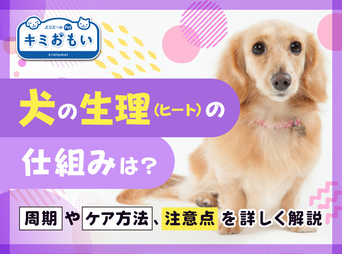 犬の生理（ヒート）の仕組みは？
