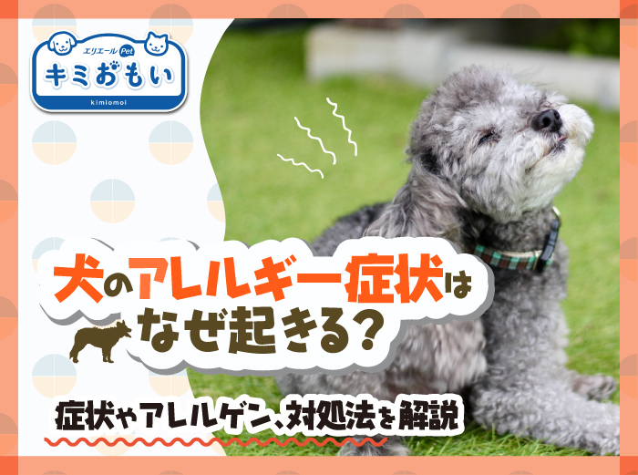 お役立ち情報一覧｜エリエール｜大王製紙