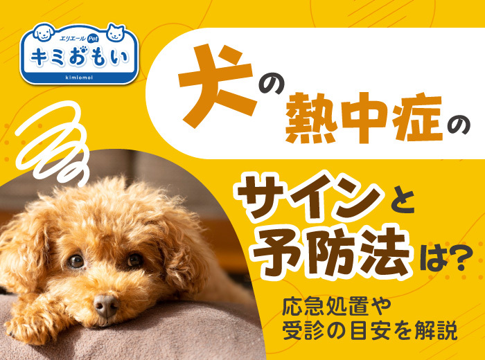 犬の熱中症のサインと予防法は？