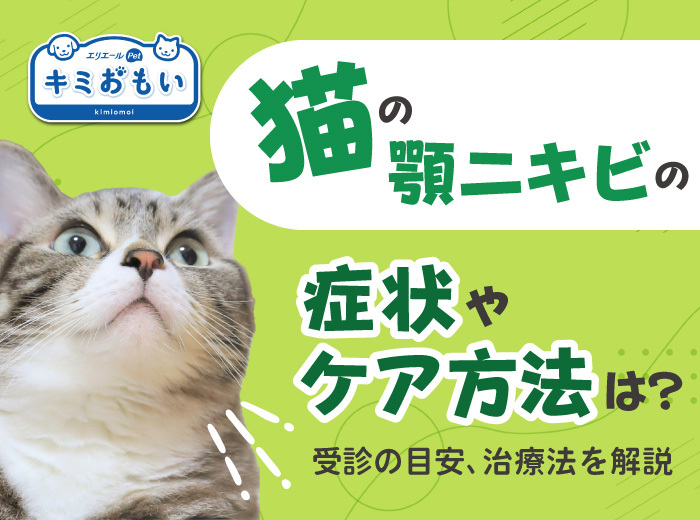 猫の顎ニキビの症状やケア方法は？
