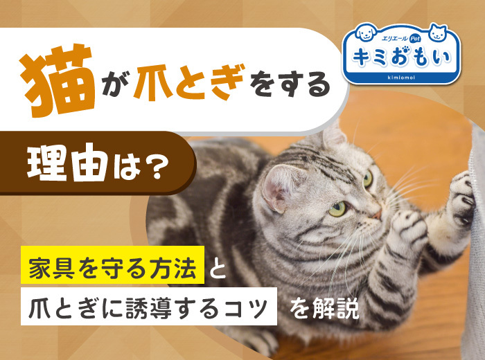 猫が爪とぎをする理由は？