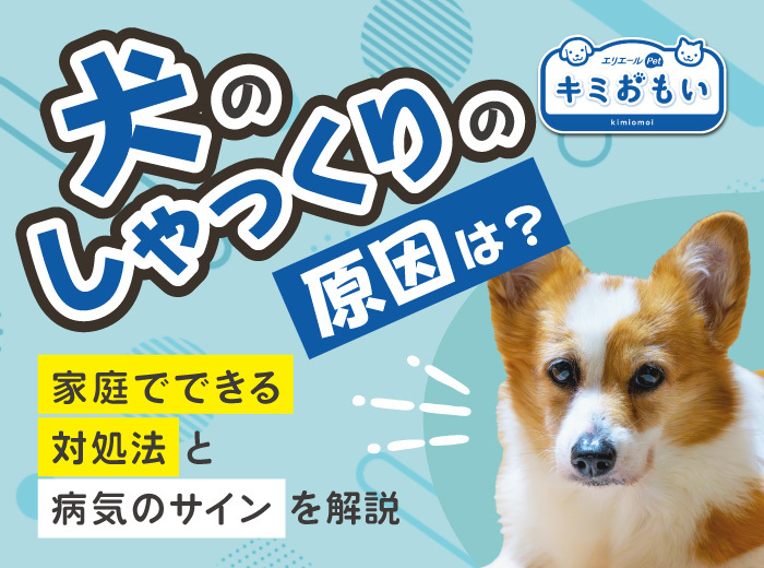 犬のしゃっくりの原因は？