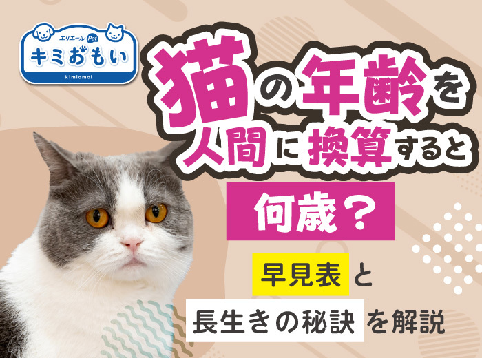 猫の年齢を人間に換算すると何歳？