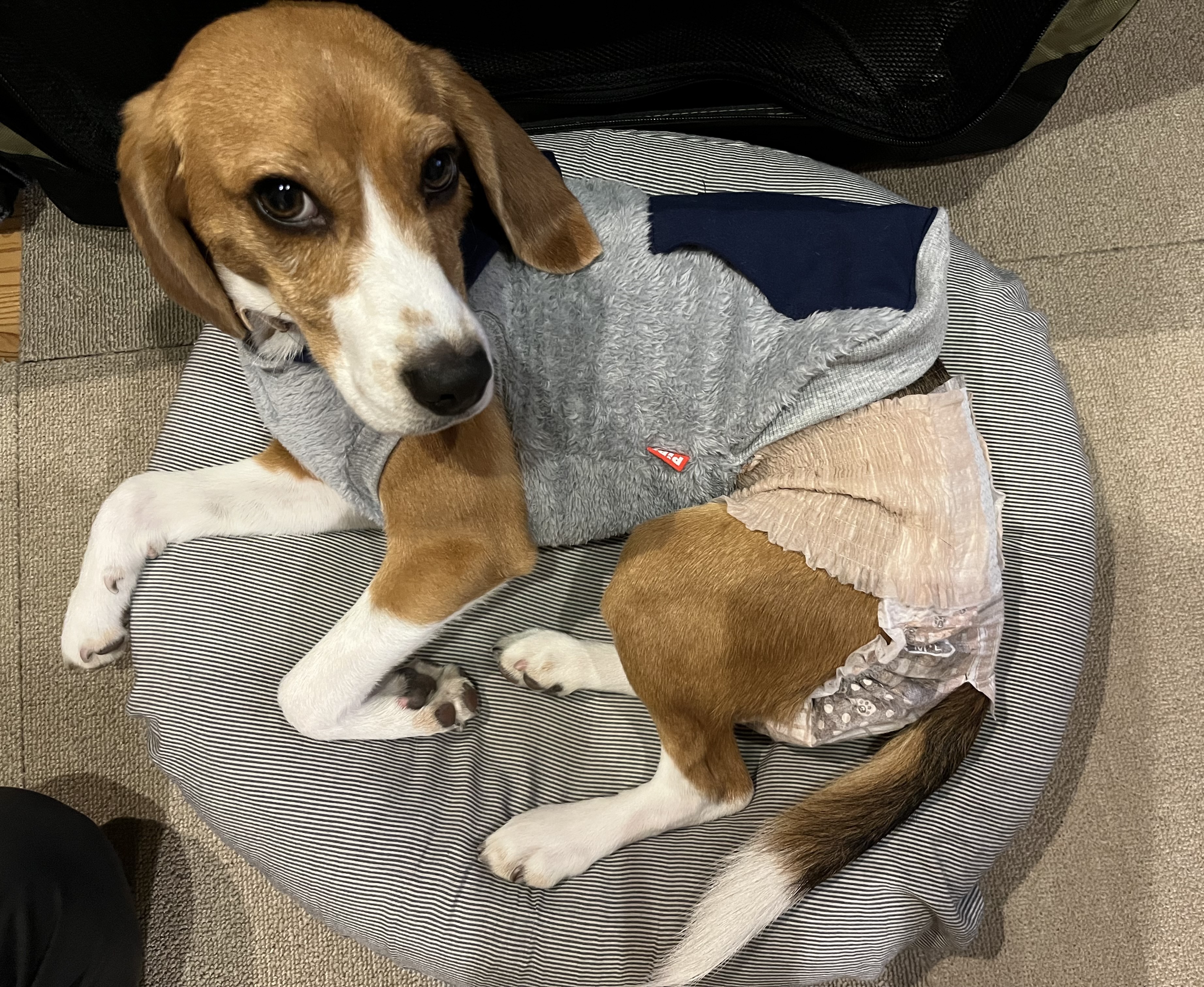 キミおもい のびのび動けるアクティブウェア M以上フリーサイズ