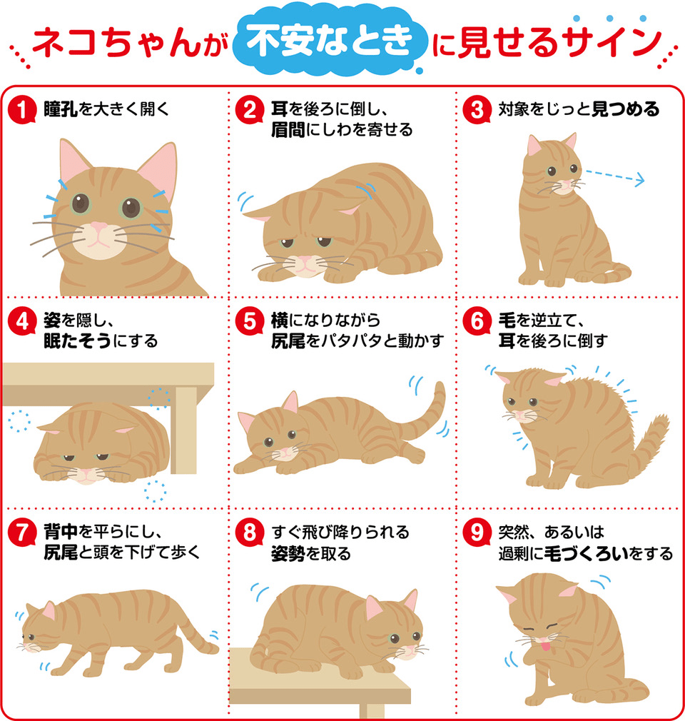 【ネコちゃんが不安なときに見せるサイン】①瞳孔を大きく開く②耳を後ろに倒し、眉間にしわを寄せる③対象をじっと見つめる④姿を隠し、眠たそうにする⑤横になりながら尻尾をパタパタと動かす⑥毛を逆立て、耳を後ろに倒す⑦背中を平らにし、尻尾と頭を下げて歩く⑧すぐ飛び降りられる姿勢を取る⑨突然、あるいは過剰に毛づくろいをする