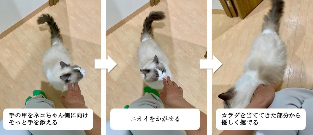 手の甲を使って撫でている画像