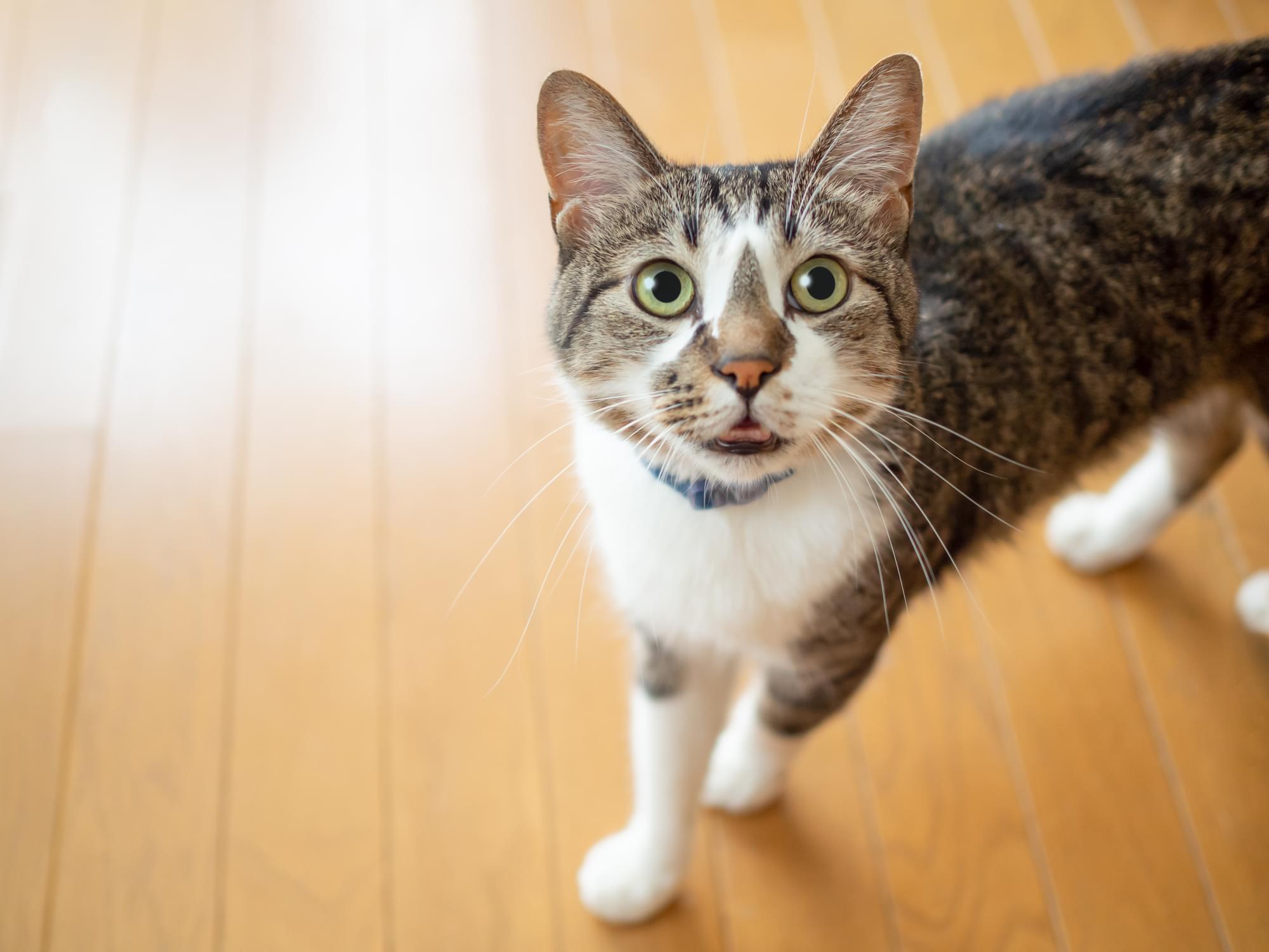 飼い主さんに向かって鳴いている画像