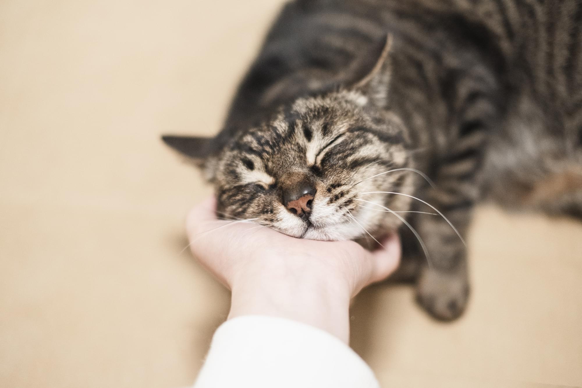 ネコちゃんと飼い主さんが触れ合う画像