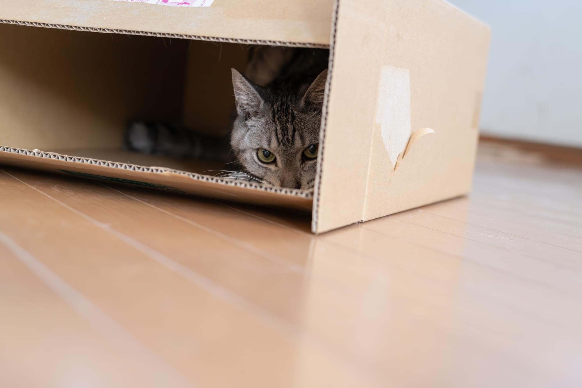 狭い場所に潜り込むネコちゃん