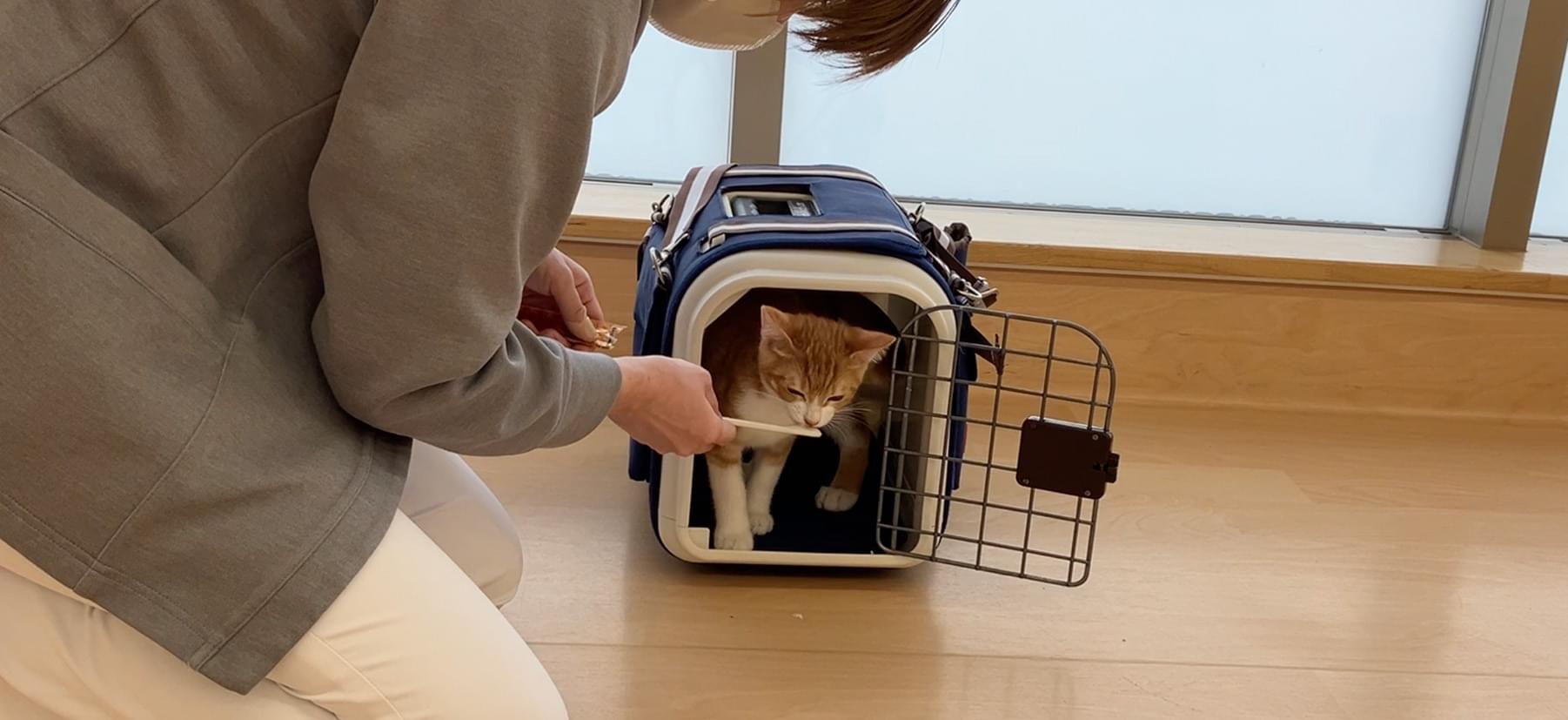 キャリーの中でおやつを食べさせ、「キャリーの中ではよいことがある」という経験をさせる