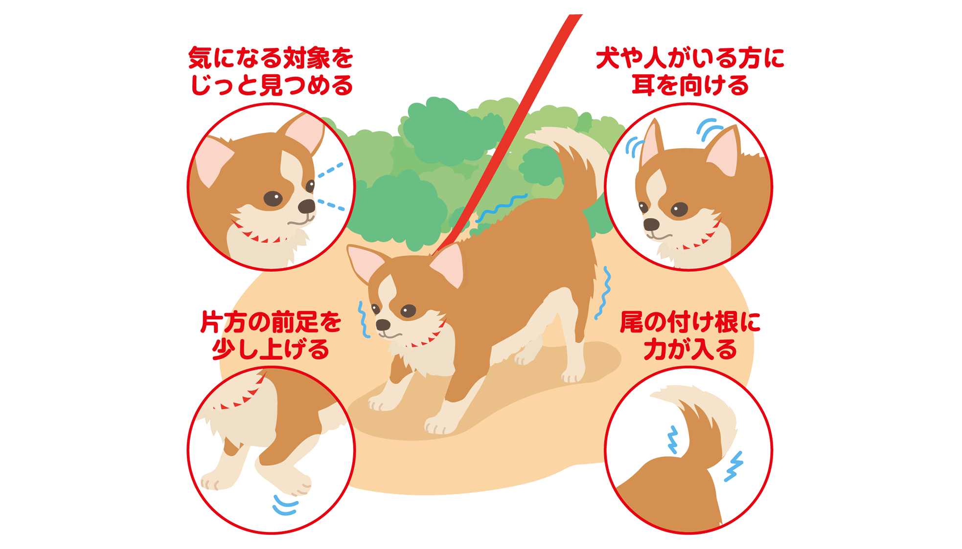 【恐怖心から吠えている場合のワンちゃんの様子】気になる対象をじっと見つめる、犬や人がいる方に耳を向ける、片方の前足を少し上げる、尾の付け根に力が入る