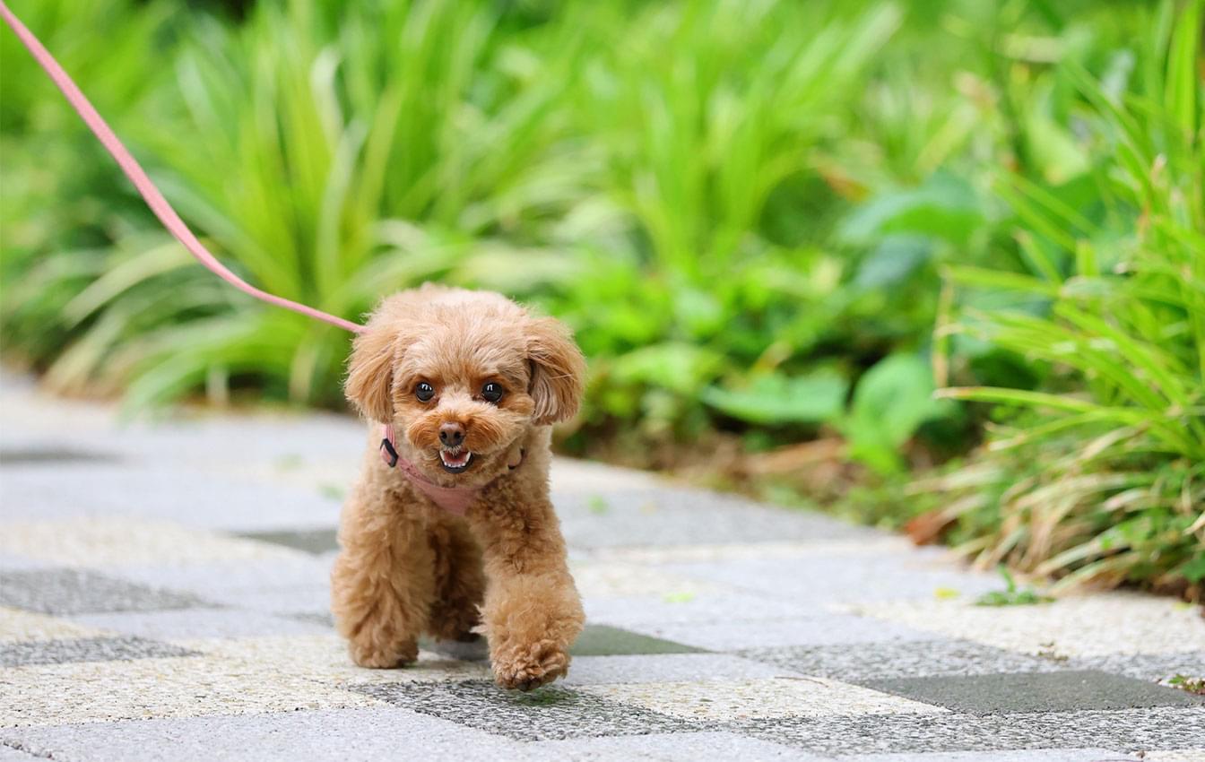散歩中のワンちゃんと飼い主さんの画像