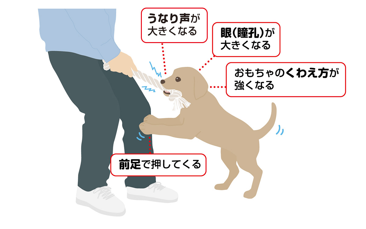 【ワンちゃんが興奮し始めたサイン】うなり声が大きくなる、眼（瞳孔）が大きくなる、前足で押してくる、おもちゃのくわえ方が強くなる