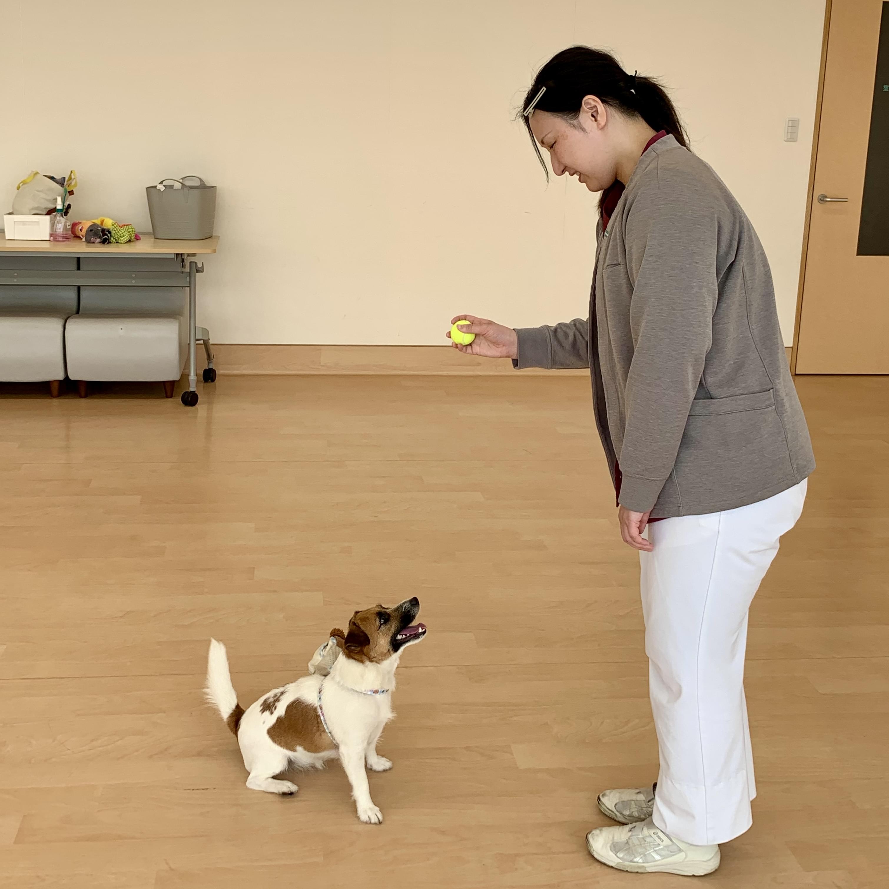 ワンちゃんに「オスワリ」を指示して興奮を落ち着かせている画像