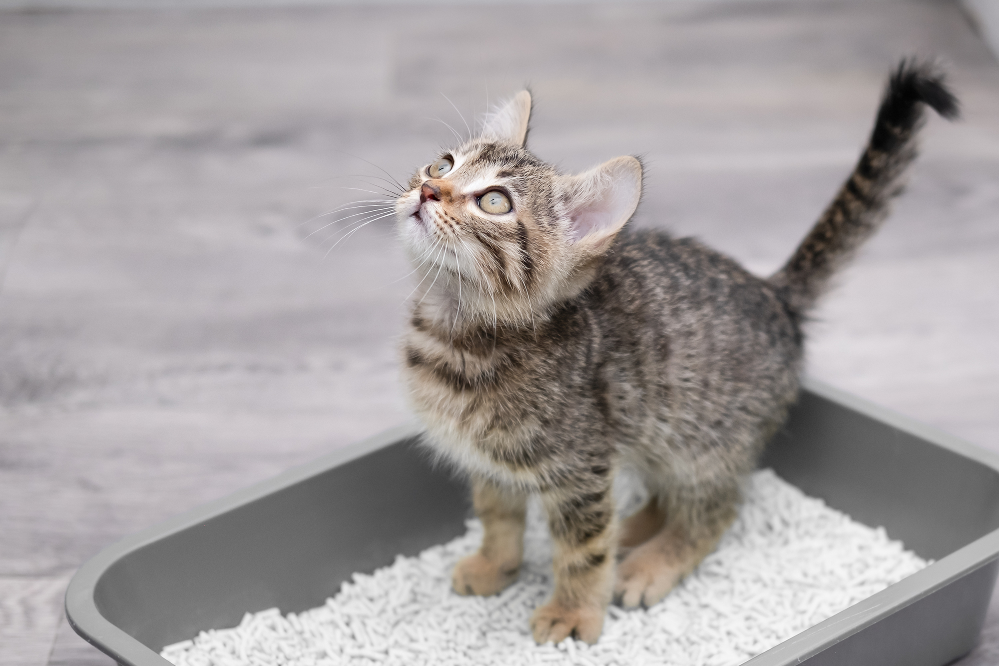 トイレを試みる子猫