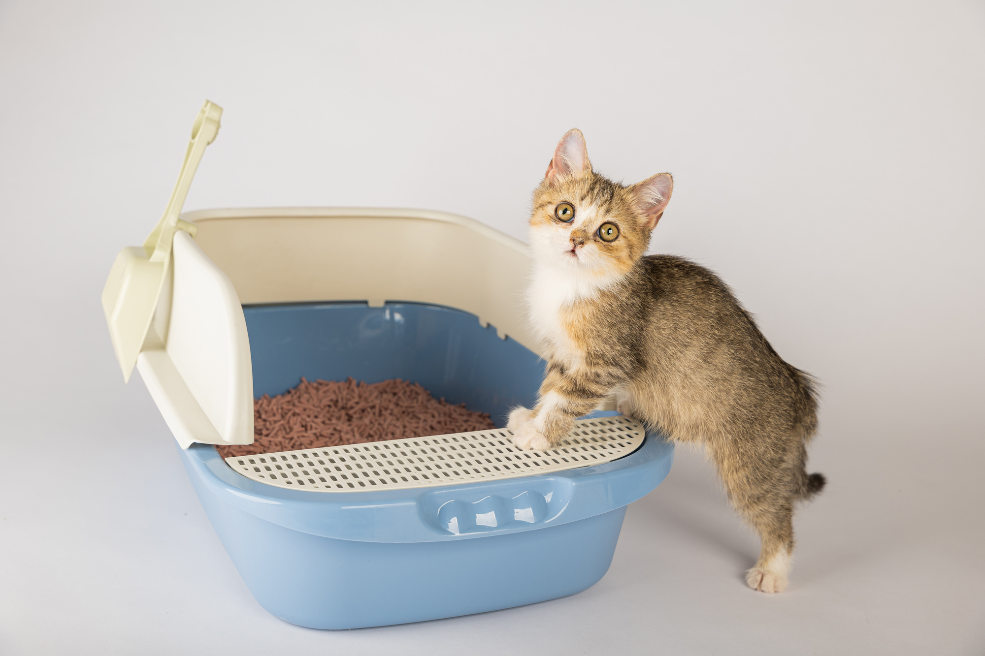 トイレをしようとしている子猫