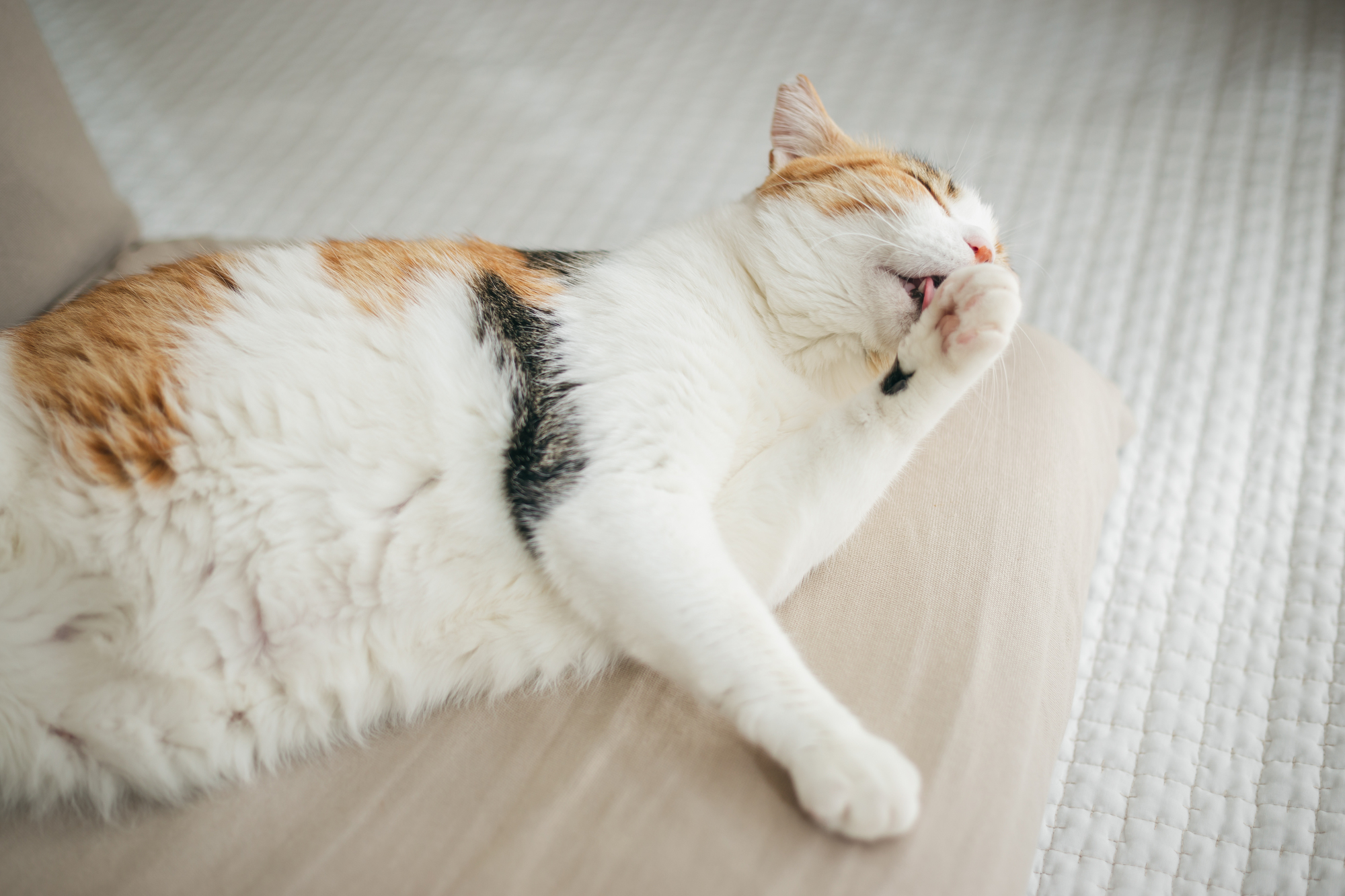 おなかを見せながら毛づくろいをする三毛猫