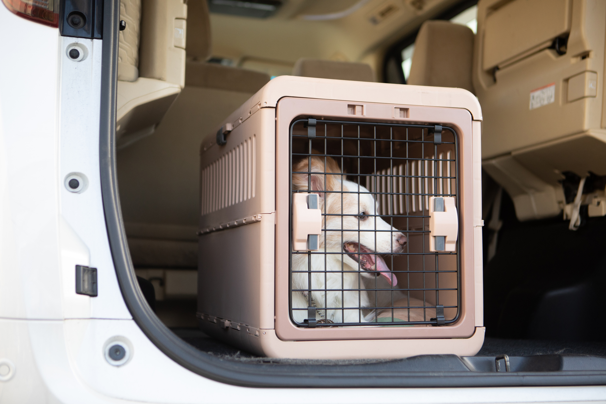 車内のケージで暑そうにするワンちゃん