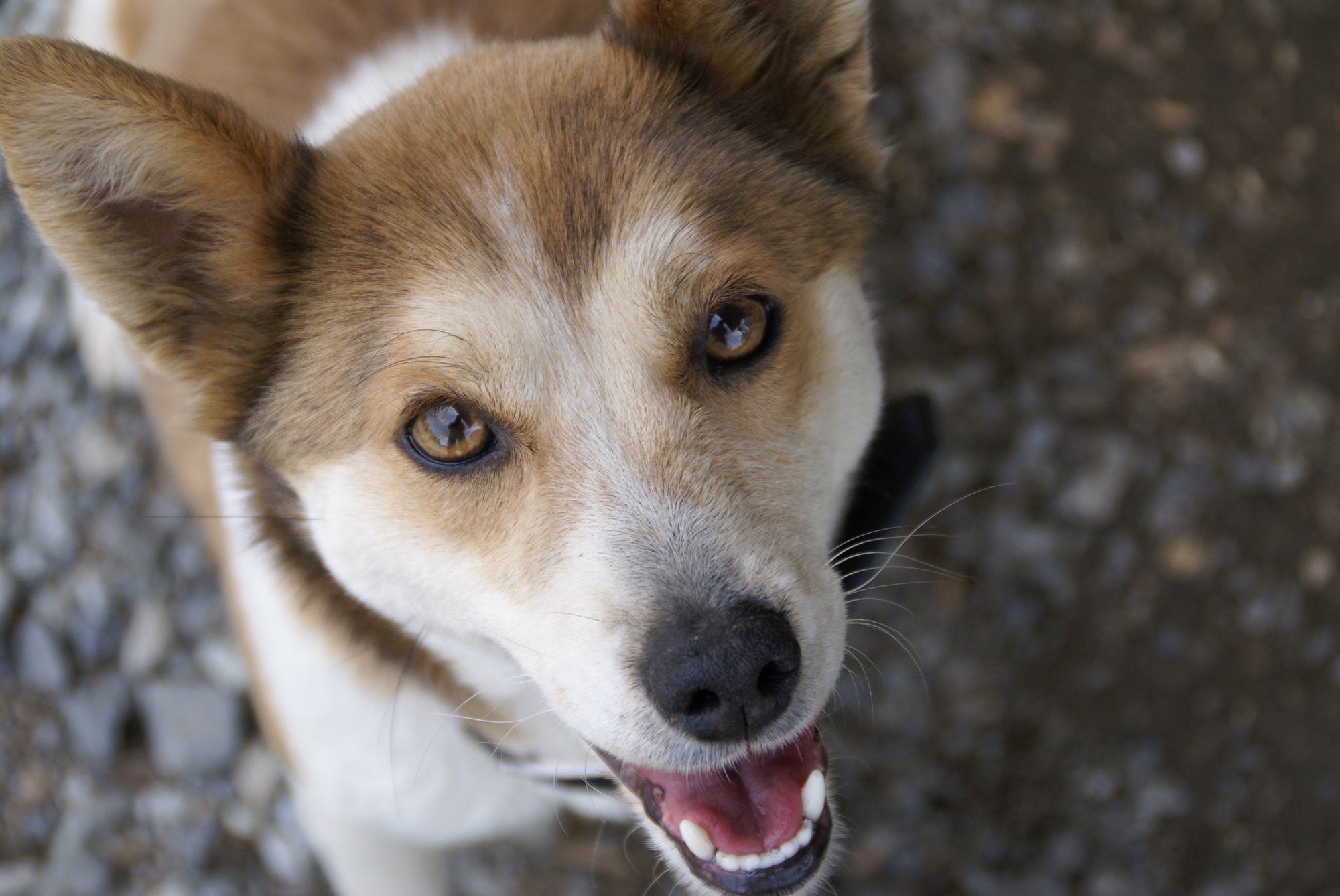 保護犬のワンちゃん