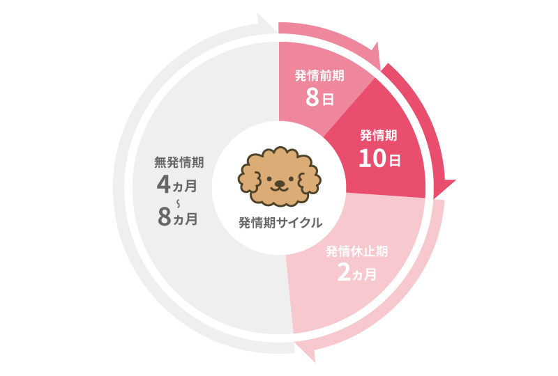 ワンちゃんの発情周期
