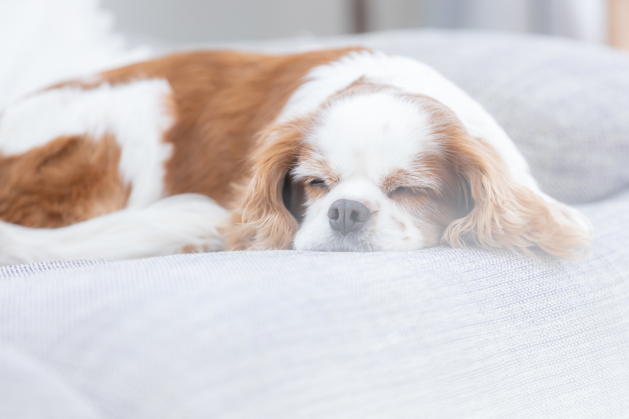 ワンちゃんの生理中の体調と行動の変化