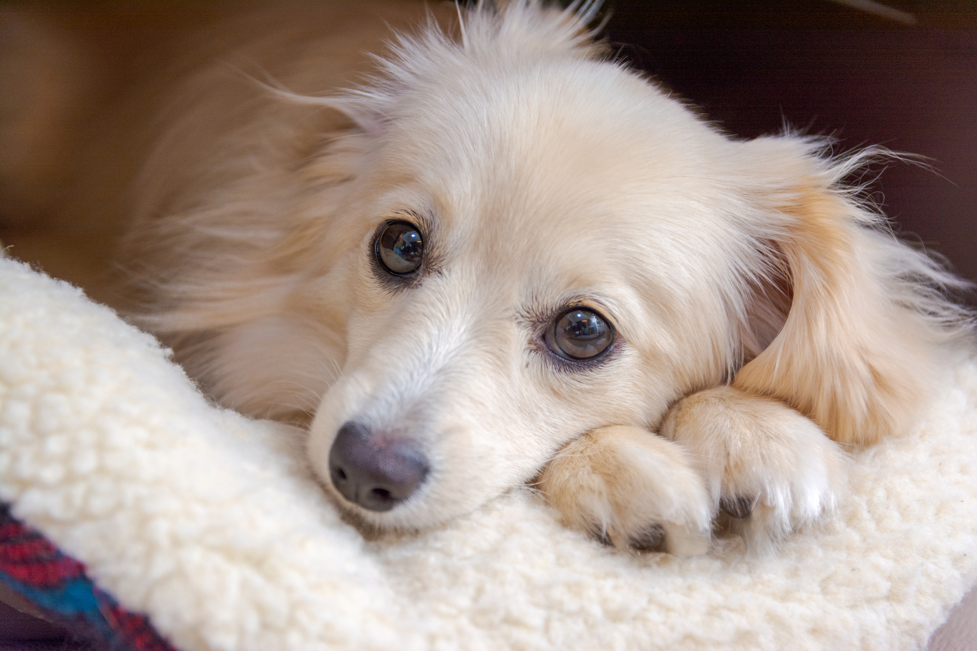 ワンちゃんの生理中のケア方法と日常の注意点